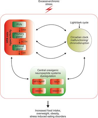 Interactions of Circadian Rhythmicity, Stress and Orexigenic Neuropeptide Systems: Implications for Food Intake Control